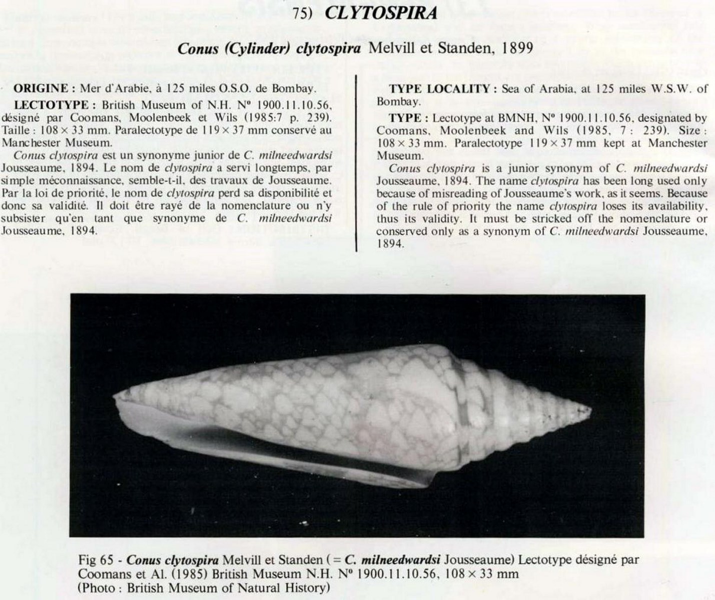 Conus clytospira, Melvill & Standen 1899
